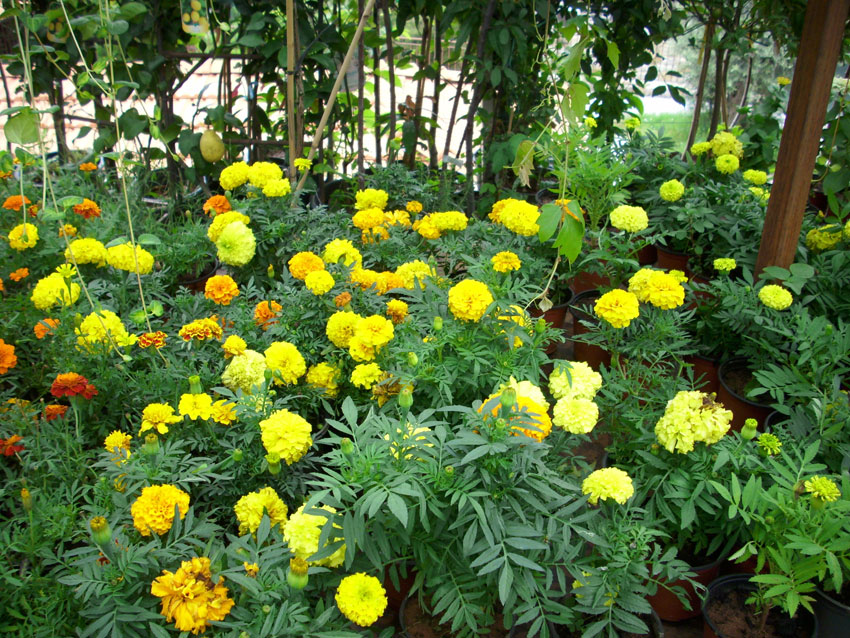 St Elie Flowers lebanon,Florists in lebanon, lebanon florists, flowers in lebanon, lebanon flowers, flower shops in lebanon, lebanon flower shops, send flowers in lebanon, wedding flowers in lebanon, lebanon wedding flowers, wedding bouquets in lebanon, bridal bouquets in lebanon, brdie bouquet in lebanon, roses in lebanon, tulips in lebanon, flower arrangements in lebanon, baby flower arrangement in lebanon, new born flower arrangements in lebanon, flower gifts in lebanon, birthday flower arrangement in lebanon, valantines roses in lebanon, valentines flower arrangements in lebanon, valentine gifts in lebanon, flower shop in lebanon,plants nursery in lebanon, landscaping in lebanon, Nursry plants, flowers, landscaping, wedding flowers, bouquets for all occasions, valentines roses, mothers day roses, newly born baby flowers, plants in pots, plants for the garden, money tree, bonsai tree